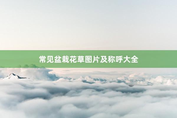 常见盆栽花草图片及称呼大全